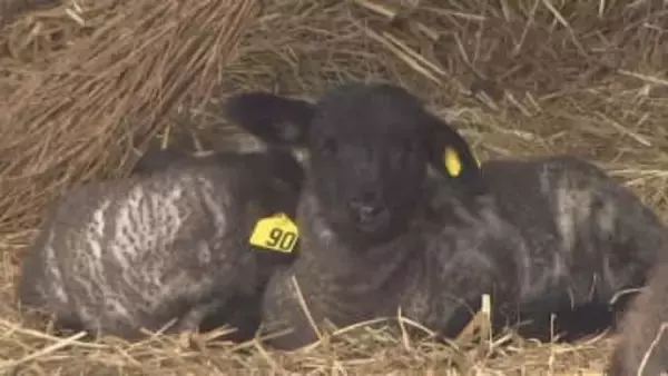 くずまき高原牧場　ヒツジの出産ピーク　3月3日までに9頭誕生　おメェーでたい　岩手県葛巻町