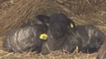 くずまき高原牧場　ヒツジの出産ピーク　3月3日までに9頭誕生　おメェーでたい　岩手県葛巻町