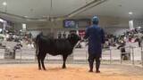 「県南家畜市場で子牛の初競り　前年を3割ほど上回る価格に　岩手県奥州市」の画像1