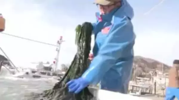 養殖ワカメの収穫始まる　大船渡市 綾里漁港　岩手県