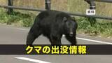 「【クマ出没】宮古市の入浴施設敷地内に出没した子グマ1頭捕獲　岩手県」の画像1