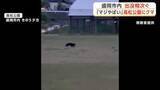 「「マジやばい」高松公園にクマ　周辺で目撃情報相次ぐ　岩手・盛岡市」の画像1