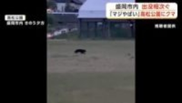 「マジやばい」高松公園にクマ　周辺で目撃情報相次ぐ　岩手・盛岡市