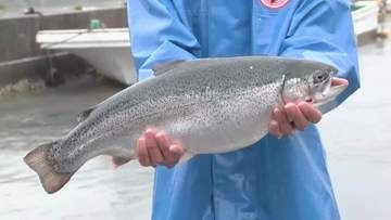 試験養殖のサーモン初水揚げ　越喜来漁協と水産大手のグループ会社の取り組み　岩手県大船渡市