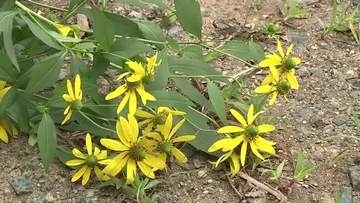 特定外来生物「オオハンゴンソウ」を駆除　繁殖力強く他植物の生育にも悪影響　岩手県雫石町