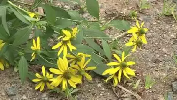 特定外来生物「オオハンゴンソウ」を駆除　繁殖力強く他植物の生育にも悪影響　岩手県雫石町