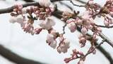 「奥州市と一関市　サクラ開花を宣言　「石割桜（盛岡市）」は間もなく開花　岩手県」の画像1