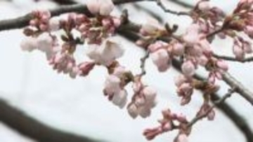 奥州市と一関市　サクラ開花を宣言　「石割桜（盛岡市）」は間もなく開花　岩手県
