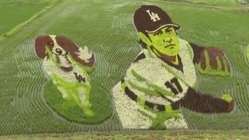 “大谷翔平選手田んぼアート”ファンで賑わう　地元・奥州市で見頃迎える　岩手県