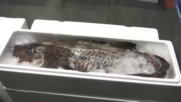 マダラの水揚げ最盛期　2025年同期比2割ほど高値　10kgを超えるマダラも　岩手県宮古市