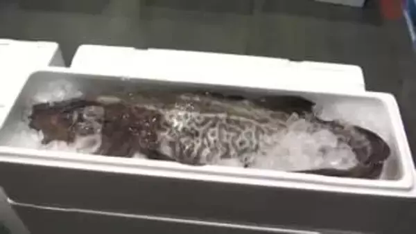 マダラの水揚げ最盛期　2025年同期比2割ほど高値　10kgを超えるマダラも　岩手県宮古市