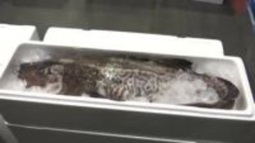 マダラの水揚げ最盛期　2025年同期比2割ほど高値　10kgを超えるマダラも　岩手県宮古市