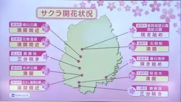 サクラの開花状況　各地で1週間ほど早まる（2026年4月10日時点）　岩手県
