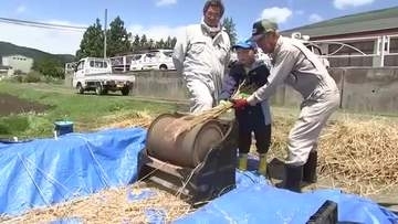 小麦「もち姫」の収穫体験会　もちもちの食感が楽しめる　岩手・紫波町