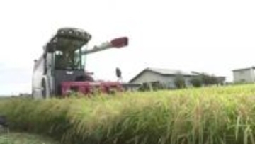 2026年の岩手県のコメ生産目安 約2万ｔ増　初の2年連続増加