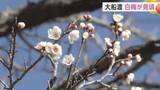 「大船渡市で白梅が見ごろに　県内各地で3月中旬から下旬並みの陽気に　岩手県」の画像1