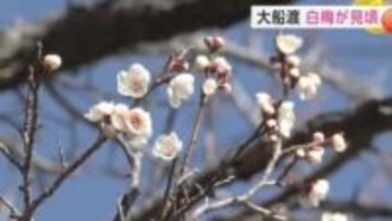大船渡市で白梅が見ごろに　県内各地で3月中旬から下旬並みの陽気に　岩手県