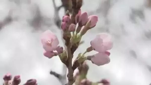 「大船渡市　サクラ開花を宣言　独自設定の標本木に10輪　岩手県」の画像