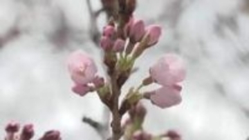 大船渡市　サクラ開花を宣言　独自設定の標本木に10輪　岩手県