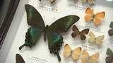 「岩手県の絶滅危惧種を知る　県立博物館で企画展　標本や剥製など約1000点展示」の画像1