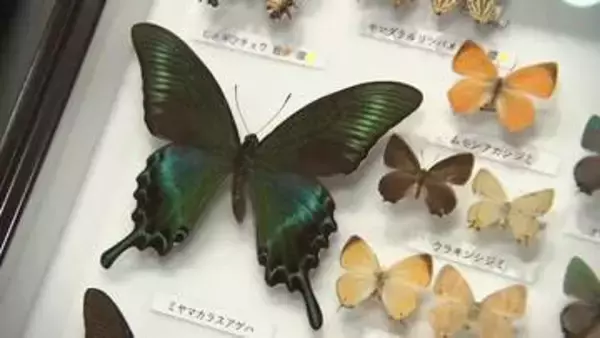 岩手県の絶滅危惧種を知る　県立博物館で企画展　標本や剥製など約1000点展示