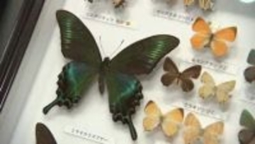 岩手県の絶滅危惧種を知る　県立博物館で企画展　標本や剥製など約1000点展示