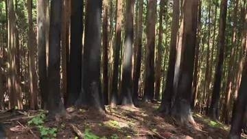民有林再生に67億円　議会で見通し示す　山林火災で被災　岩手・大槌町