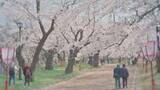 「盛岡城跡公園のサクラ満開　宮古市の長谷川桜づつみも見頃　多くの花見客でにぎわう　岩手県」の画像1