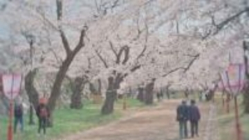 盛岡城跡公園のサクラ満開　宮古市の長谷川桜づつみも見頃　多くの花見客でにぎわう　岩手県
