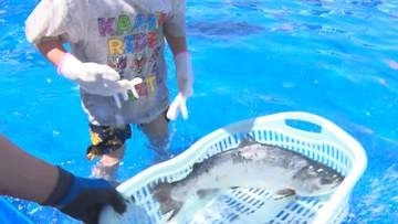 「岩手大槌サーモン祭り」にぎわう　4月に大規模山林火災発生　岩手県大槌町