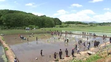 「田んぼアート」の田植え　デザインはコメ作りを題材にした人気ゲームのキャラクター　岩手県岩手町