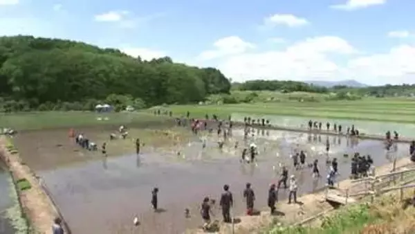 「田んぼアート」の田植え　デザインはコメ作りを題材にした人気ゲームのキャラクター　岩手県岩手町