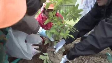 追悼施設で“どんぐりの苗木”を植樹　地元の園児94人が参加　岩手県大槌町