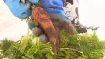 雪下ニンジン収穫最盛期　一面雪の中で甘味蓄える　岩手県北上市