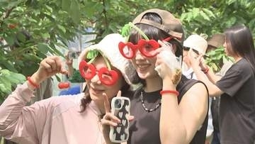 台湾人観光客がサクランボ狩り　初夏の味覚を堪能　岩手県盛岡市