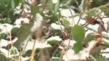 2025シーズン一番の冷え込み　県内全地点で0℃下回る　岩手県