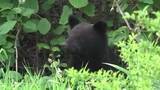 「盛岡市中心部でクマの目撃相次ぐ　岩手大学出没のクマと同一か　岩手県」の画像1