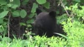 盛岡市中心部でクマの目撃相次ぐ　岩手大学出没のクマと同一か　岩手県