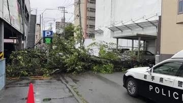 樹齢約200年のウメの木が倒れる　雨が原因か　岩手県盛岡市