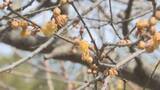 「陸前高田市でロウバイ開花　各地で3月並みの気温に　岩手県」の画像1