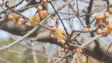 陸前高田市でロウバイ開花　各地で3月並みの気温に　岩手県