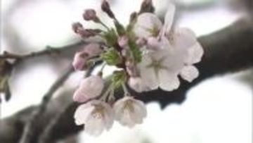 盛岡市のサクラ開花発表　2025年より9日　過去2番目に早く咲く　岩手県