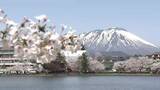 「岩手山とサクラが一度に楽しめるロケーション　盛岡市・高松公園「さくらまつり」開催　昼と夜それぞれ違ったサクラを！岩手県」の画像1