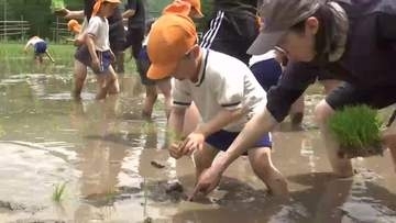 園児たちが親子で田植え体験　泥まみれで楽しむ　岩手県釜石市
