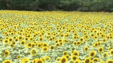20万本のヒマワリが満開「煙山ひまわりパーク」多くの人で賑わう　岩手・矢巾町