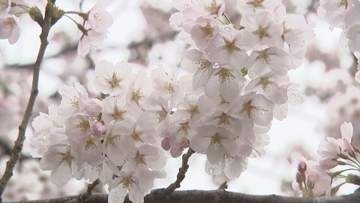 盛岡さくらまつり開幕　夜はライトアップも　岩手県