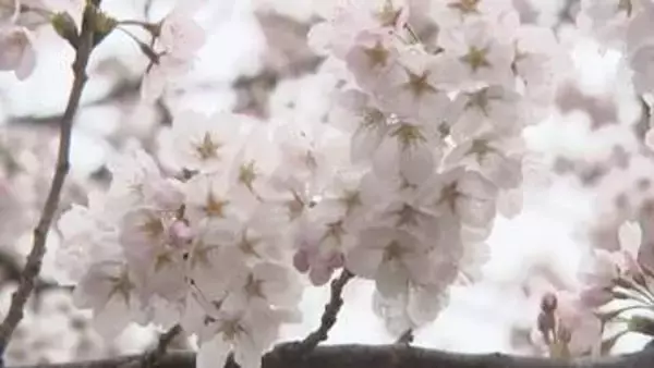 盛岡さくらまつり開幕　夜はライトアップも　岩手県