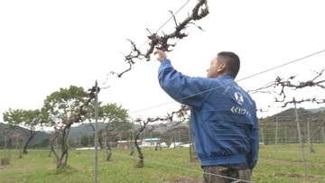 葛巻町のヤマブドウに深刻な霜被害　生産者は「災害級の被害」と悲鳴　 岩手県