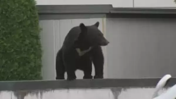 クマ出没9079件、死者は過去最多5人　異常事態の一年…岩手県で広がるクマの脅威