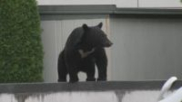 クマ出没9079件、死者は過去最多5人　異常事態の一年…岩手県で広がるクマの脅威